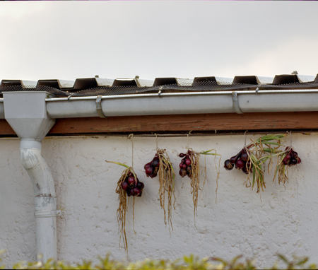   Red onions hanging under a roof for conservation.