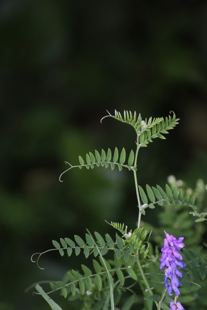   Branched leaves from the bird vetch (Vicia cracca).の写真素材