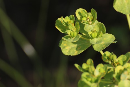   Sun spurge (Euphorbia helioscopia) blossoms.