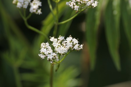   Blossoms of the medicinal herb valerian (Valeriana officinalis).