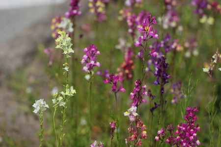   A variety of colorful fabaceae/legume flowers besides the street. The image symbolizes contrasts between an urban setting and nature.の写真素材
