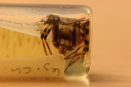   Wasp spider (Argiope bruennichi) from a private zoological collection. The arthropod is conserved in ethanol with some sheets with taxonomical information.の写真素材