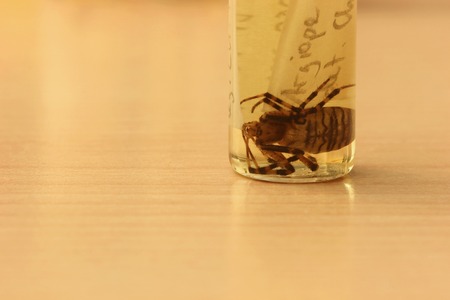   Wasp spider (Argiope bruennichi) from a private zoological collection. The arthropod is conserved in ethanol with some sheets with taxonomical information.の写真素材