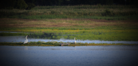   Wetlands near Greifswald, Mecklenburg-Vorpommern, Germany, with white swans and their children. Vignetting was applied.の写真素材