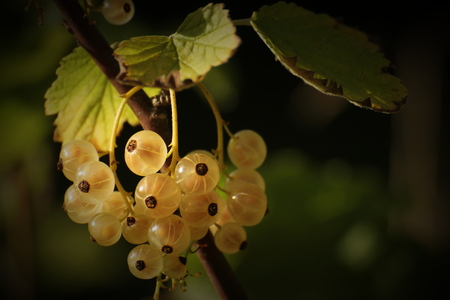   Currants on white currant bush (Ribes rubrum). Vignetting was applied.の写真素材