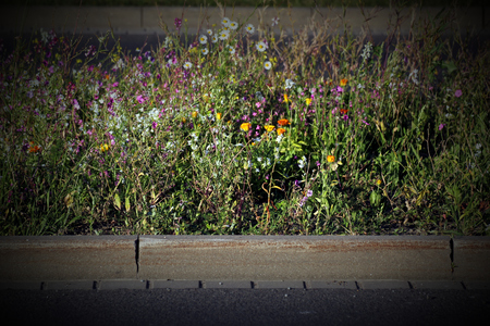   A variety of colorful flowers and herbs on a central reserve inside the city. The image was shot in Germany. Vignetting was applied.の写真素材