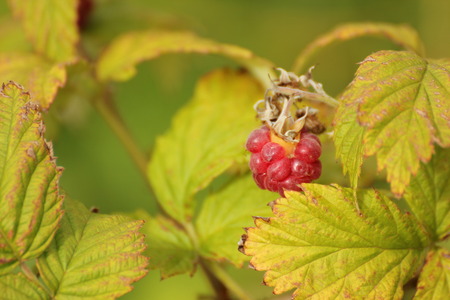   Raspberry (Rubus idaeus) growing in the wild with leaves.