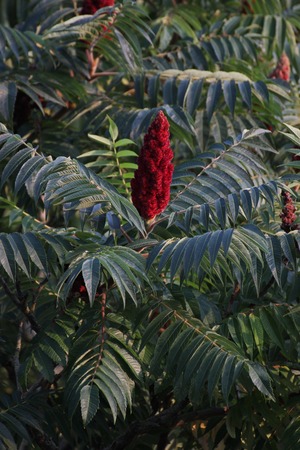   Staghorn sumac (Rhus typhina) blossom.の写真素材