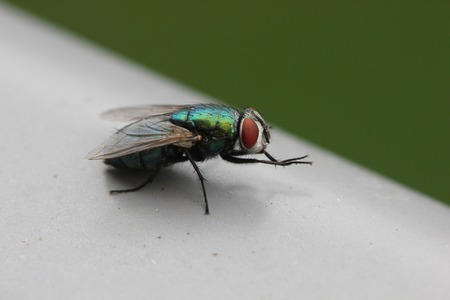   Green bottle fly (Lucilia) sitting on railing.の写真素材