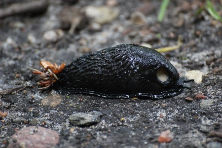   Black slug (Arion ater) on the ground.の写真素材