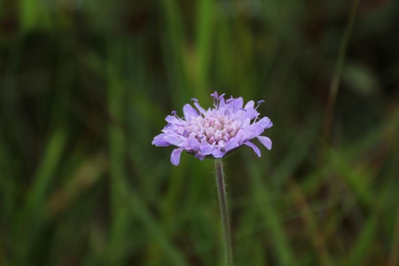 Blossom of the field scabious (Knautia arvensis).の写真素材