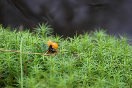 Single cloudberry (Rubus chamaemorus) in sweden between moss with water bokeh. The cloudberry is...