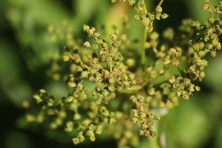 Bizarre fruits of the meadowsweet (Filipendula ulmaria).の写真素材