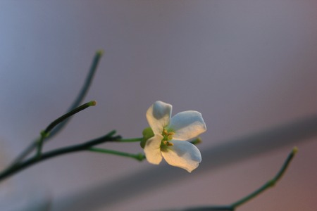 Arabidopsis arenosa (Sand Rock-cress) in Sweden.の写真素材