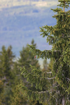 Singe spruce cone hanging at a tree.の写真素材