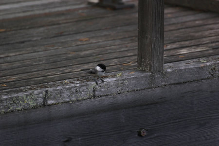 Willow tit (Poecile montanus) sitting on wooden planks.の写真素材
