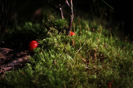 Red berries in moss with sunlight.の写真素材