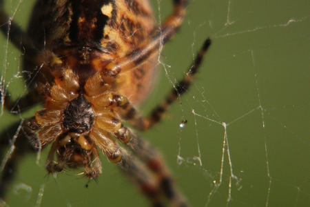 Cross orbweaver (Araneus diadematus) sitting in its web, seen from below. Very close view.の写真素材