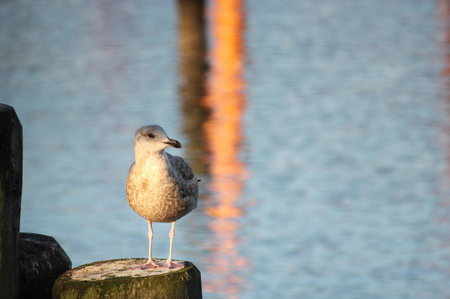 Juvenile european herring gull (Larus argentatus) sitting on wooden pole in a coastal region.の写真素材