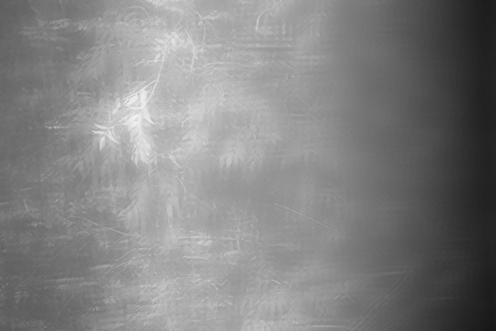 Abstract black and white shot with leaf shapes and color gradient.の写真素材