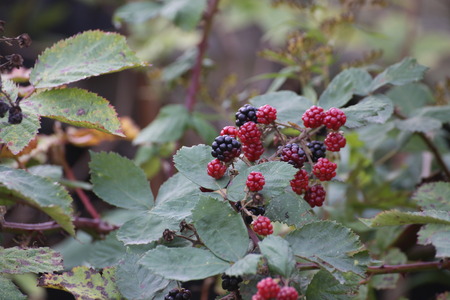 Ripe and red unripe blackberries (Rubus).の写真素材