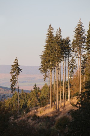 Pines at a slope with Thuringian landscape in the background.の写真素材