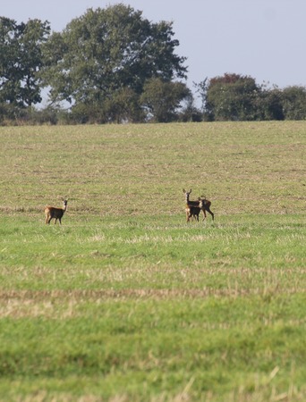 European roe deer (Capreolus capreolus) family.の写真素材