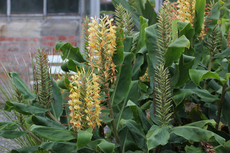 Inflorescence of a garland flower (genus Hedychium).の写真素材