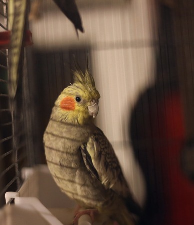 Cockatiel (Nymphicus hollandicus) in bird cage watching attentively.の写真素材