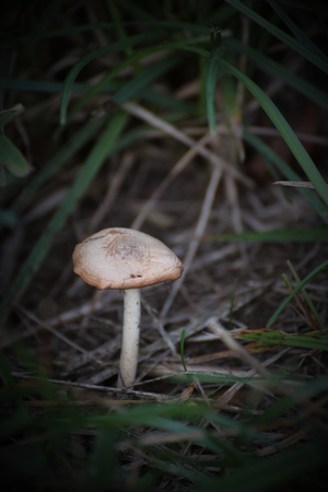 Shriveled agaric mushroom in grass.の写真素材