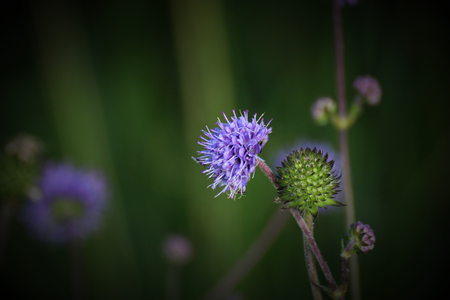 The Devil's-bit Scabious (Succisa pratensis) with different stages of flower and fruit development.の写真素材