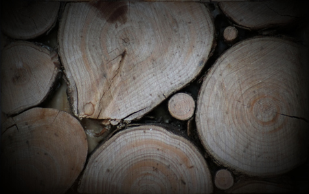 Background of wooden logs in the sun.の写真素材
