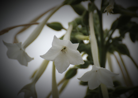 Bossoms of woodland tobacco (Nicotiana sylvestris), used as an ornamental plant.の写真素材
