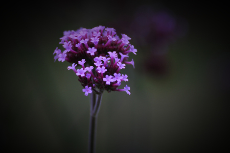 Purpletop vervain (Verbena bonariensis) blossoms.の写真素材