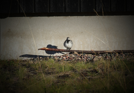 White wagtail (Motacilla alba) sitting on the ground in front of a house.の写真素材