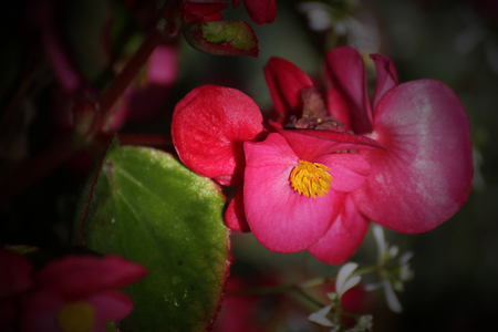 Blossoms of ornamental Begonia x semperflorens-cultorum hybrid.の写真素材