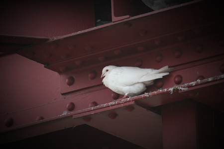 White dove (genus Columba) in a gap in metal frame.の写真素材