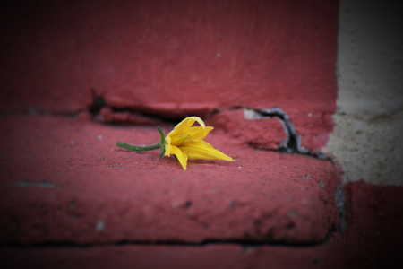 Yellow blossom of a tomato plant (Solanum lycopersicum).の写真素材