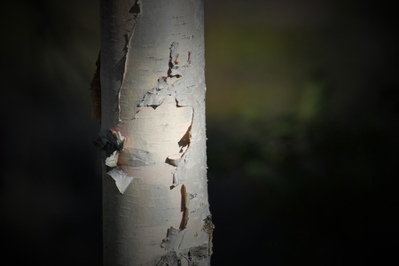 Paper-like bark of a birch (Betula) tree.の写真素材