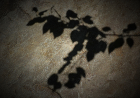 Shadows of leaves on a big rock.