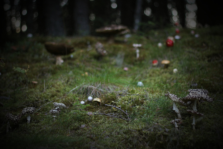 Variety of different mushrooms in a Swedish forest.の写真素材