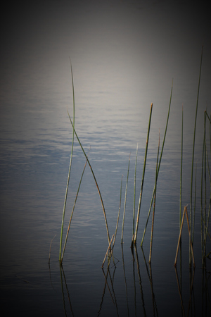 Reflections on lake and reed.の写真素材