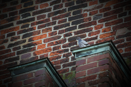 City dove (Columba livia domestica) on a jutty at a stone wall.の写真素材