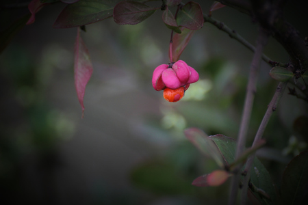 Fruits of the european spindle (Euonymus europaeus).の写真素材