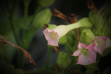 Blossoms of cultivated tobacco (Nicotiana tabacum).の写真素材