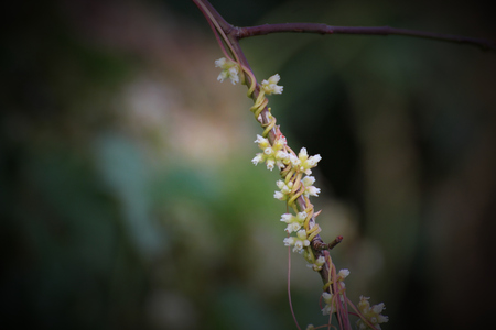 Stems and blossoms of the clover dodder (Cuscuta epithymum) growing on rose.の写真素材