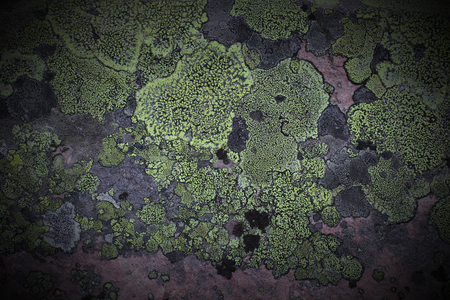 Background with lichen on red rock.の写真素材