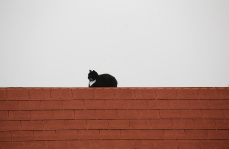 Black and white cat sitting on a roof in front of white sky.の写真素材