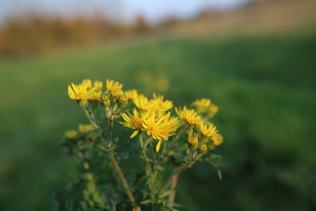 Blossoms of the ragwort (Senecio jacobaea).の写真素材