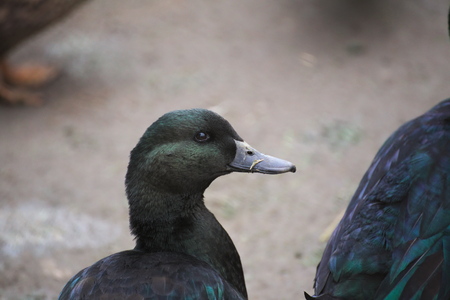 A portrait of a duck of the old traditional breed of Pomeranian Ducks.の写真素材